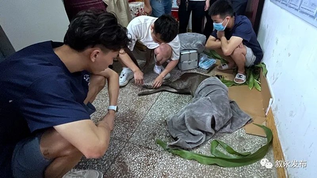 叙永:多方合力营救 遇险国家二级保护动物毛冠鹿脱险(图3) 3.jpg