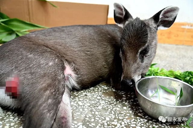 叙永:多方合力营救 遇险国家二级保护动物毛冠鹿脱险(图4) 4.jpg