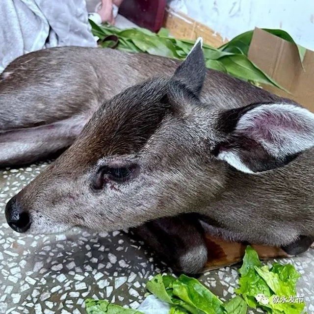 叙永:多方合力营救 遇险国家二级保护动物毛冠鹿脱险(图6) 6.jpg