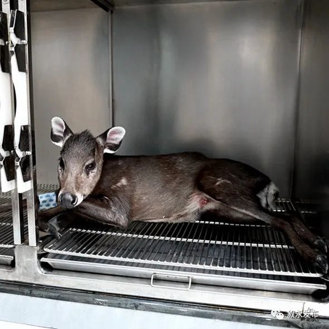 叙永:多方合力营救 遇险国家二级保护动物毛冠鹿脱险(图7) 7.jpg