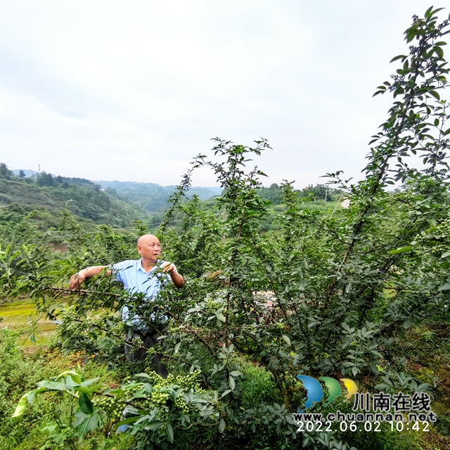 泸县兆雅镇:五百亩藤椒形成别致风景线(图1) 微信图片_20220606161213.jpg