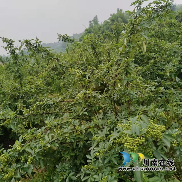 泸县兆雅镇:五百亩藤椒形成别致风景线(图2) 微信图片_20220606155734.jpg