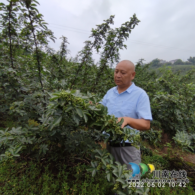 泸县兆雅镇:五百亩藤椒形成别致风景线(图3) 微信图片_20220606161203.jpg