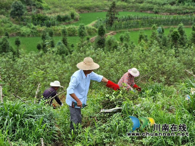泸县立石镇:千亩花椒丰收,满山麻香四溢(图1) 青椒1.jpg