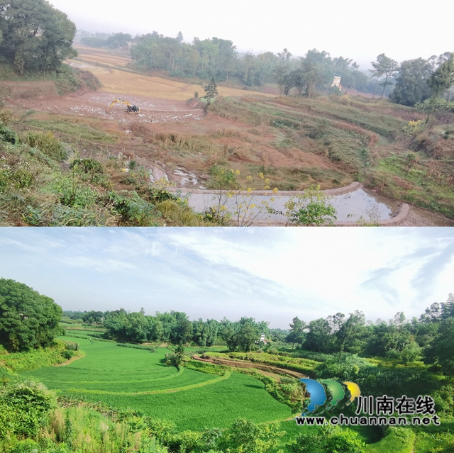 泸县云龙镇三举措扎实推进撂荒地整治工作(图1) 云龙镇撂荒地整治前后对比。荒地变身“致富田”.jpg