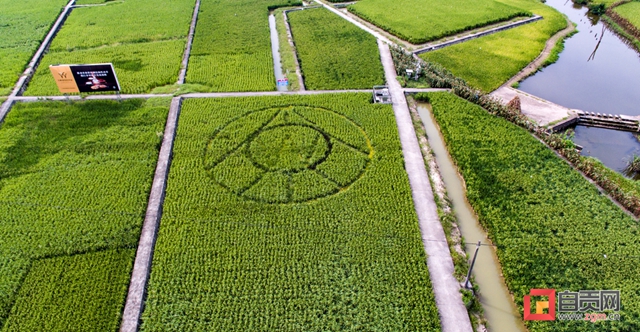 问粮于地 问粮于技 问粮于扩 富顺县：产量17连增背后的“粮食经”