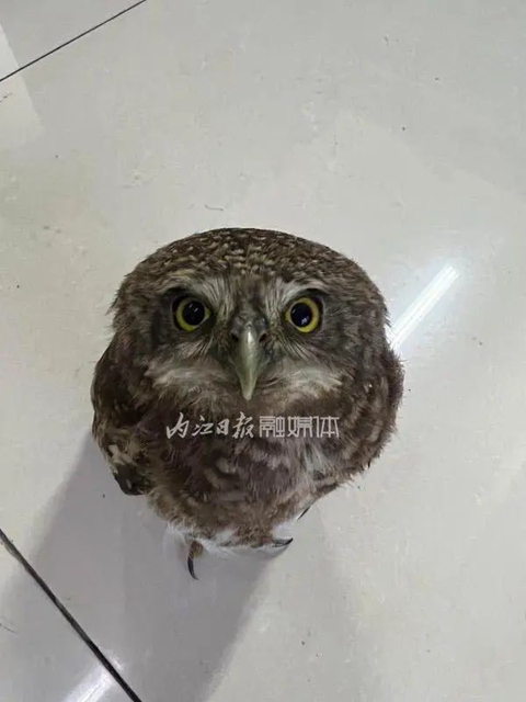 好萌!内江这里有人捡到两只大眼睛黑娃(图2) 2.jpg