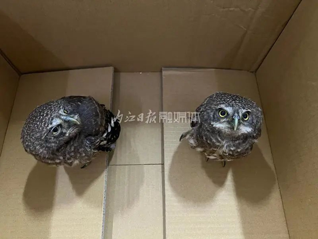 好萌!内江这里有人捡到两只大眼睛黑娃(图3) 3.jpg