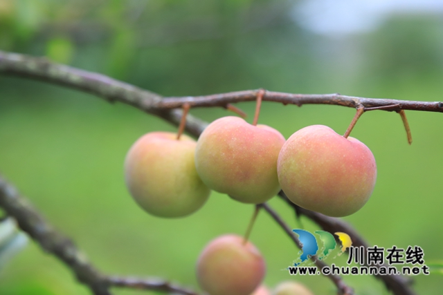 4、据龙河村副书记崔峰介绍，脆甜李是龙河村主要经济作物之一，目前全村种植有脆甜李100多亩，预计产量10万余斤，目前市场价达3元每斤，因其酸甜爽口的口感在水果市场上颇受欢迎。.JPG