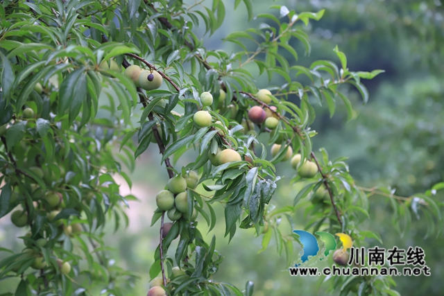 1、6月，正是脆甜李成熟的季节。走进泸县云龙镇龙河村，青绿相间的枝丫间挤着一个个俊俏的果子树枝也被压得低垂，紫、黄、绿的果子各色相间，在阳光下显得更加鲜艳诱人，呈现出一派丰收的景象。.JPG