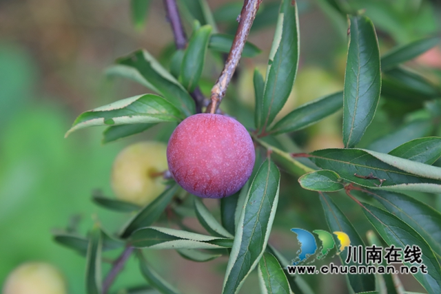6、绿叶掩映间，紫红的李子像一颗耀眼的宝石。.JPG