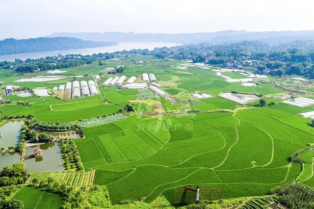 一体两翼观察｜创新财政支农方式，“巴蜀鱼米之乡”看合江