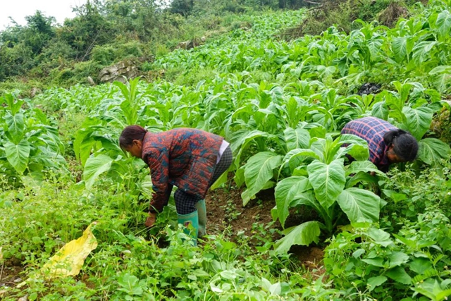 古蔺:烟田里“种”出幸福来(图4) 4.jpg