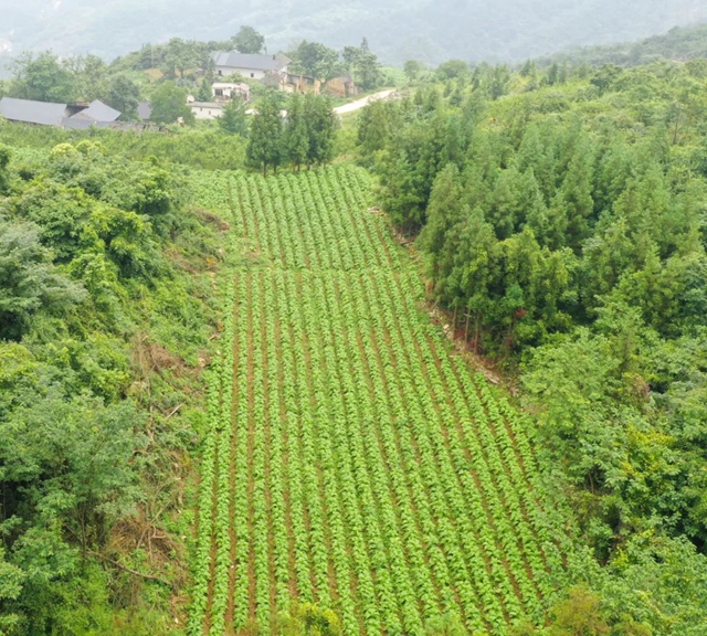 古蔺:烟田里“种”出幸福来(图2) 2.jpg