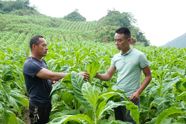 古蔺:烟田里“种”出幸福来(图3) 3.jpg