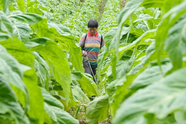 古蔺:烟田里“种”出幸福来(图5) 5.jpg