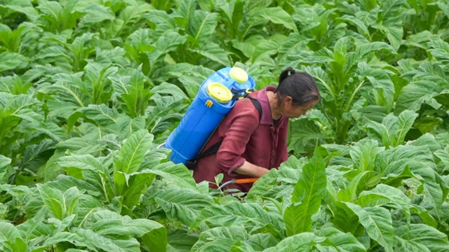 古蔺:烟田里“种”出幸福来(图6) 6.jpg