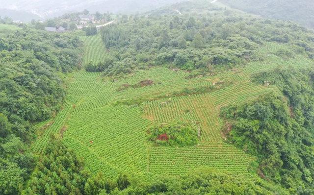 古蔺:烟田里“种”出幸福来(图7) 7.jpg