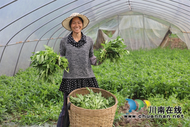 泸县方洞镇:乡贤带头勤劳作,鼓起群众“钱袋子”(图2) 4“今年的空心菜长势不错,每天可以采摘2000把左右,能从3月份卖到7月份,预计有10几万的收入。”种植大户覃雪梅介绍道。.jpg