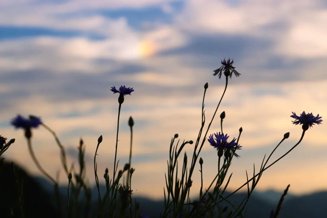 好景分享|古蔺:晚霞+“七彩祥云”(图22) 22.jpg