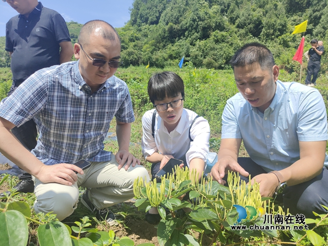 企业负责人在山银花科技示范园同莅石调研组查看山银花长势.jpg