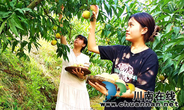 纳溪区白节镇举办首届“鲜桃采摘节”助推乡村振兴(图2) 游客在采摘苹果桃.jpg