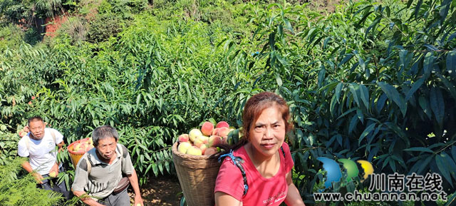 纳溪区白节镇举办首届“鲜桃采摘节”助推乡村振兴(图3) 村民采回桃子.jpg