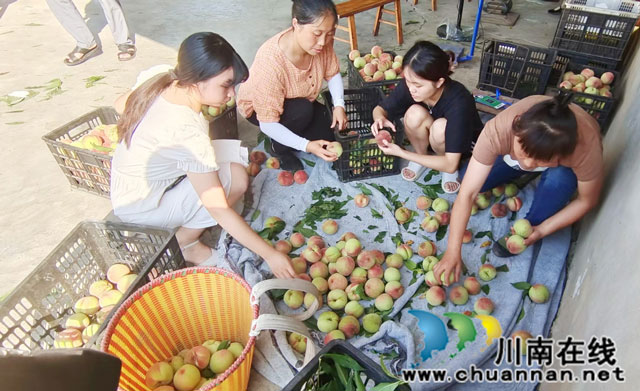 纳溪区白节镇举办首届“鲜桃采摘节”助推乡村振兴(图4) 分选桃子.jpg