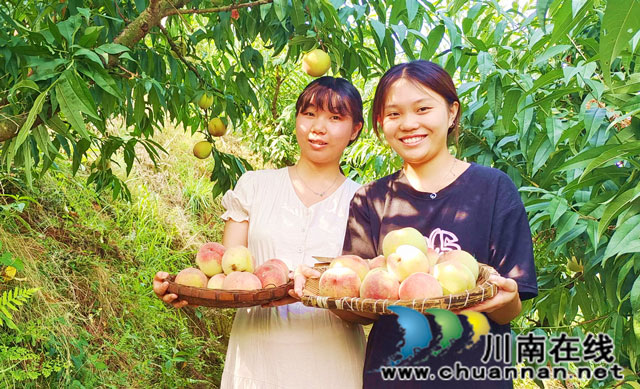 纳溪区白节镇举办首届“鲜桃采摘节”助推乡村振兴(图5) 游客展示采摘的苹果桃.jpg