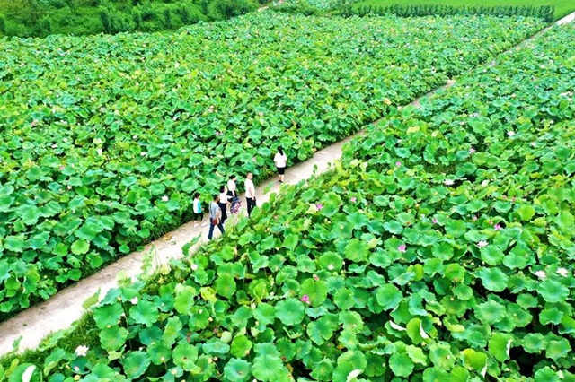 创建天府旅游名县纳溪区天仙镇清凉村映日荷花别样红