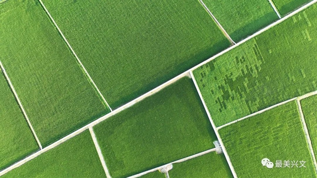 绿了一大片!宜宾这个地方田园风光太美了!约起来~(图2) 2.jpg