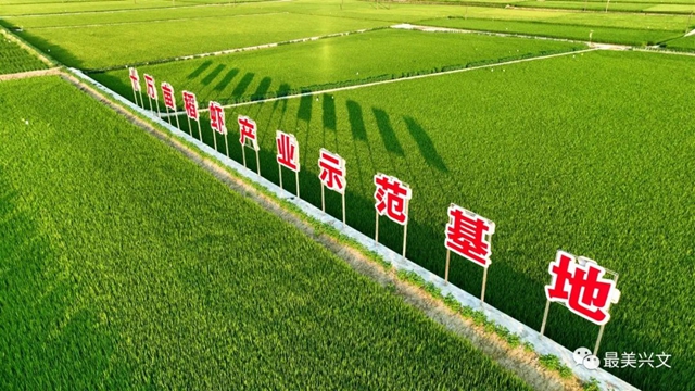 绿了一大片!宜宾这个地方田园风光太美了!约起来~(图5) 5.jpg