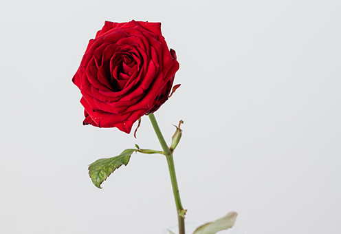 单身的朋友看过来！泸州军队专场线下相亲活动报名开始啦！