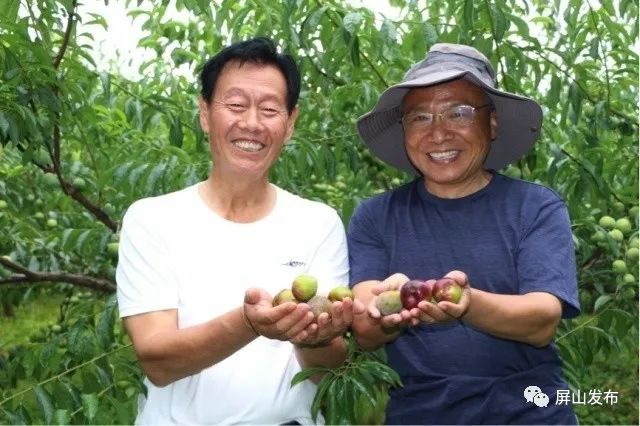 熟了!屏山茵红李大量上市啦!预计今年总产量11万吨(图2) 2.jpg