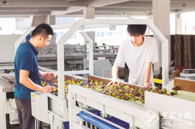 熟了!屏山茵红李大量上市啦!预计今年总产量11万吨(图3) 3.jpg