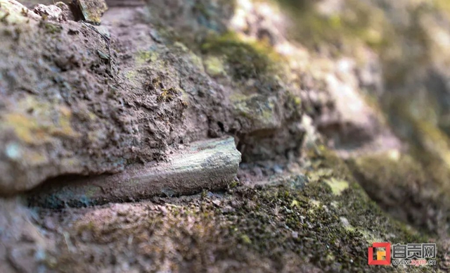 自贡青龙山恐龙化石群研究最新进展!(图2) 2.jpg