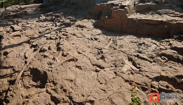 自贡青龙山恐龙化石群研究最新进展!(图7) 7.jpg