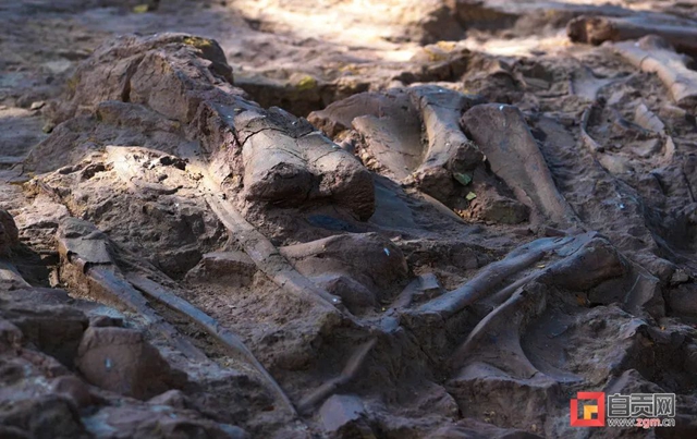 自贡青龙山恐龙化石群研究最新进展!(图13) 13.jpg