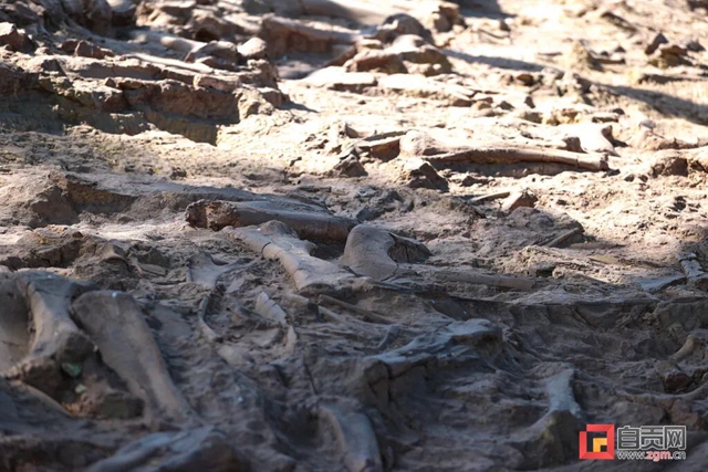 自贡青龙山恐龙化石群研究最新进展!(图14) 14.jpg