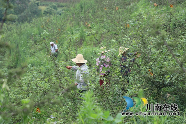 村民采摘花椒.jpg