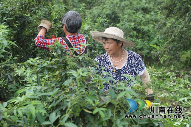 村民采摘花椒1.jpg