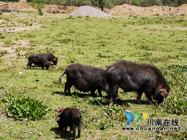 甘孜州乡城县洞松乡:雪域高原上的那段“泸乡情”(图3) 藏香猪.jpg