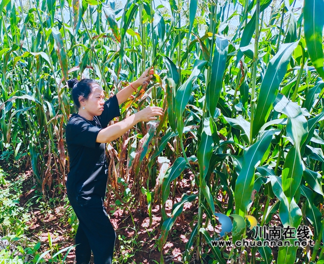 泸县立石镇:三措并举,撂荒地奏出乡村振兴曲(图2) 图片3.jpg
