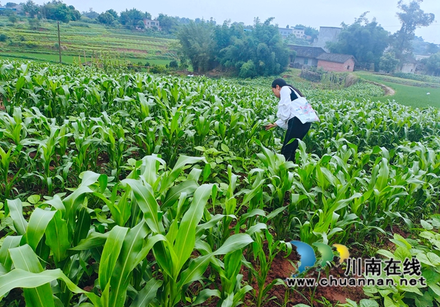泸县立石镇:三措并举,撂荒地奏出乡村振兴曲(图4) 图片5.jpg