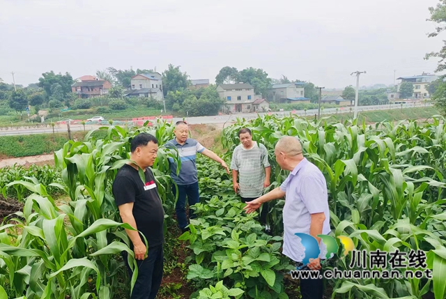 泸县立石镇:三措并举,撂荒地奏出乡村振兴曲(图5) 图片6.jpg