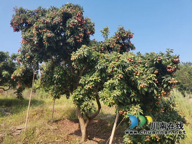 果农只管种,供销全包销!泸县牛滩镇营山荔枝丰收上市(图4) 硕果累累的荔枝(曾佐然摄).jpg