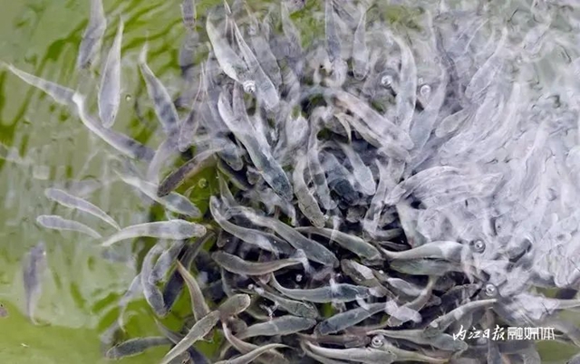 历史性突破！内江的“白乌鱼”通过国家审定——