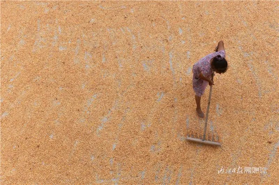 遍地是“黄金”!内江这里的村民喜笑颜开(图1) 1.jpg