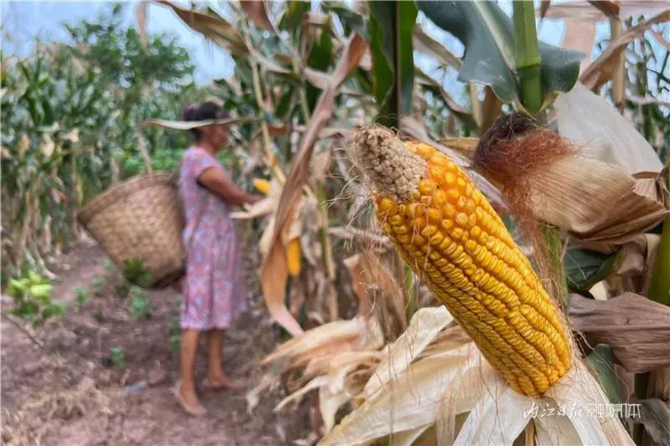 遍地是“黄金”!内江这里的村民喜笑颜开(图4) 4.jpg