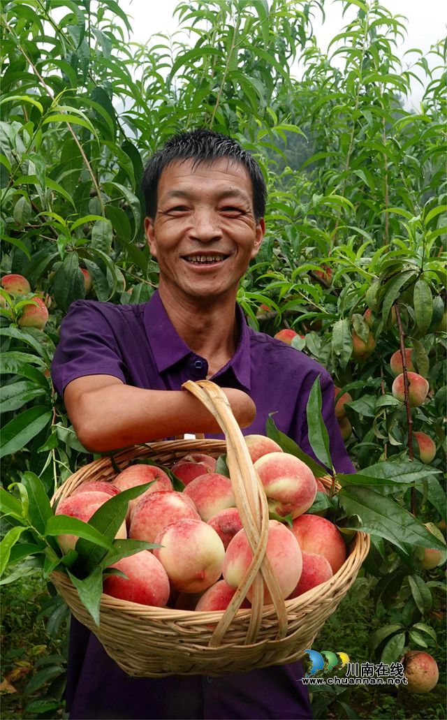 双沙镇东山村香桃种植户  周元卫.JPG